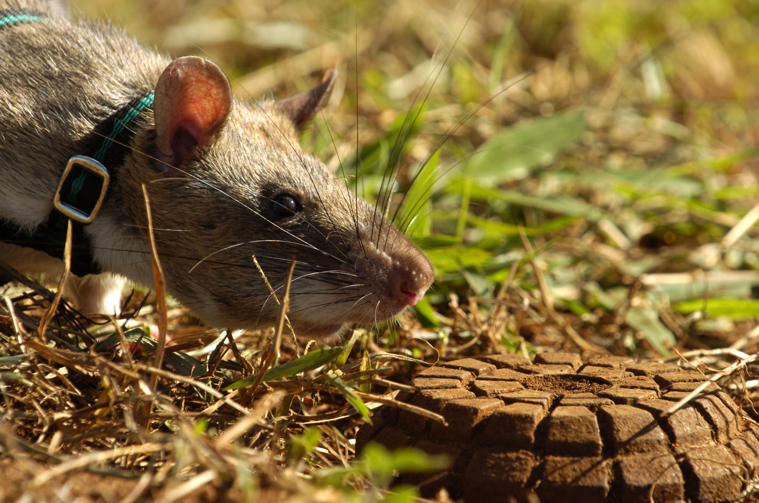Apopo Rat